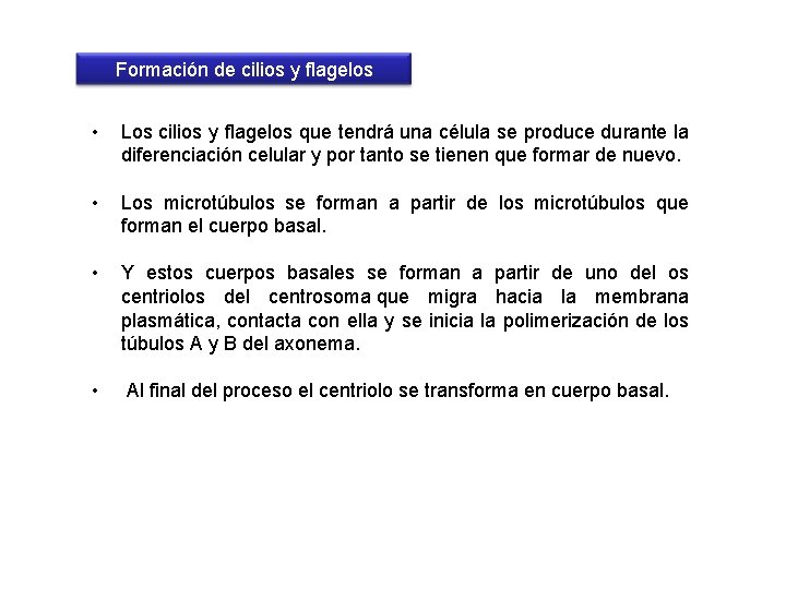 Formación de cilios y flagelos • Los cilios y flagelos que tendrá una célula