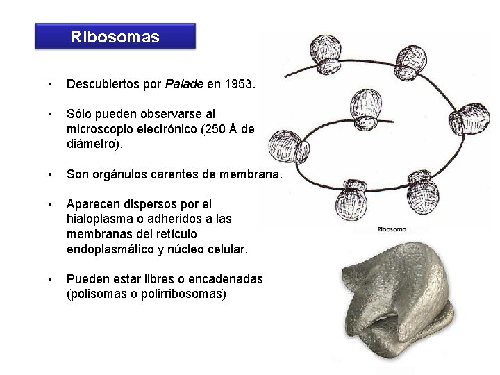 Ribosomas • Descubiertos por Palade en 1953. • Sólo pueden observarse al microscopio electrónico