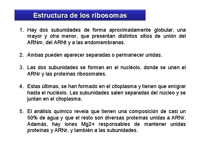 Estructura de los ribosomas 1. Hay dos subunidades de forma aproximadamente globular, una mayor
