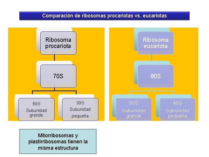 Comparación de ribosomas procariotas vs. eucariotas Ribosoma procariota Ribosoma eucariota 70 S 80 S