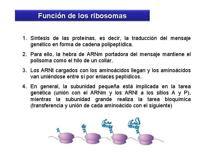 Función de los ribosomas 1. Síntesis de las proteínas, es decir, la traducción del
