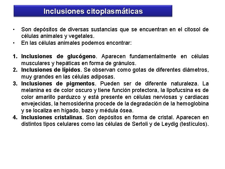 Inclusiones citoplasmáticas • • Son depósitos de diversas sustancias que se encuentran en el
