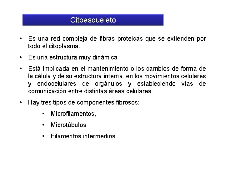 Citoesqueleto • Es una red compleja de fibras proteicas que se extienden por todo