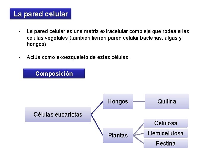 La pared celular • La pared celular es una matriz extracelular compleja que rodea