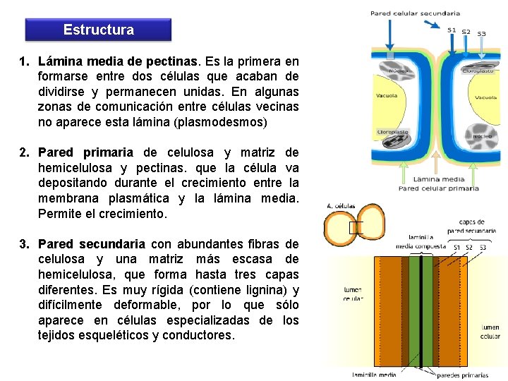 Estructura 1. Lámina media de pectinas. Es la primera en formarse entre dos células