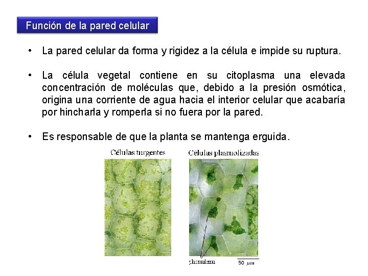 Función de la pared celular • La pared celular da forma y rigidez a