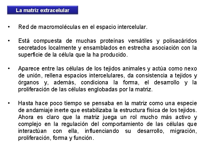 La matriz extracelular • Red de macromoléculas en el espacio intercelular. • Está compuesta