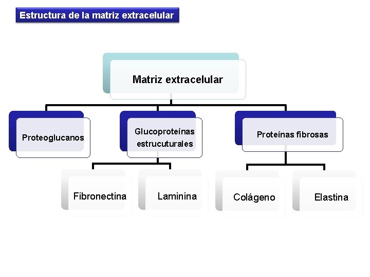 Estructura de la matriz extracelular Matriz extracelular Proteoglucanos Fibronectina Glucoproteínas Proteínas fibrosas estrucuturales Laminina