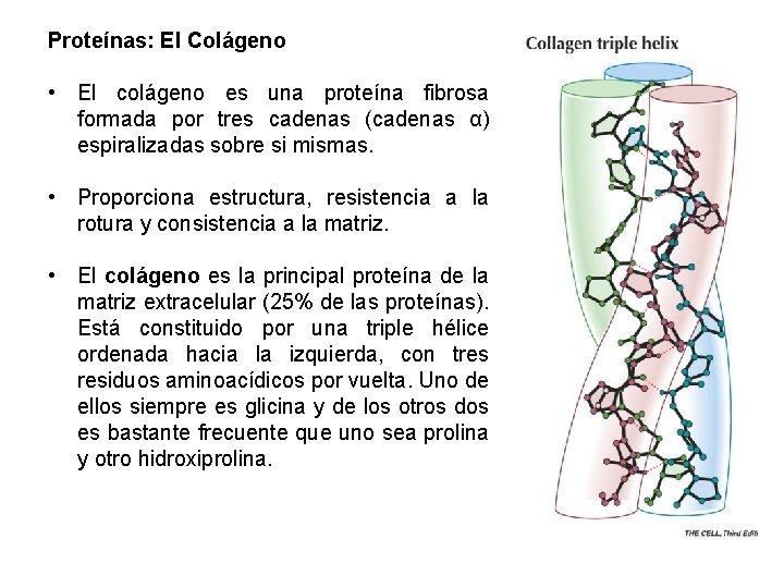 Proteínas: El Colágeno • El colágeno es una proteína fibrosa formada por tres cadenas