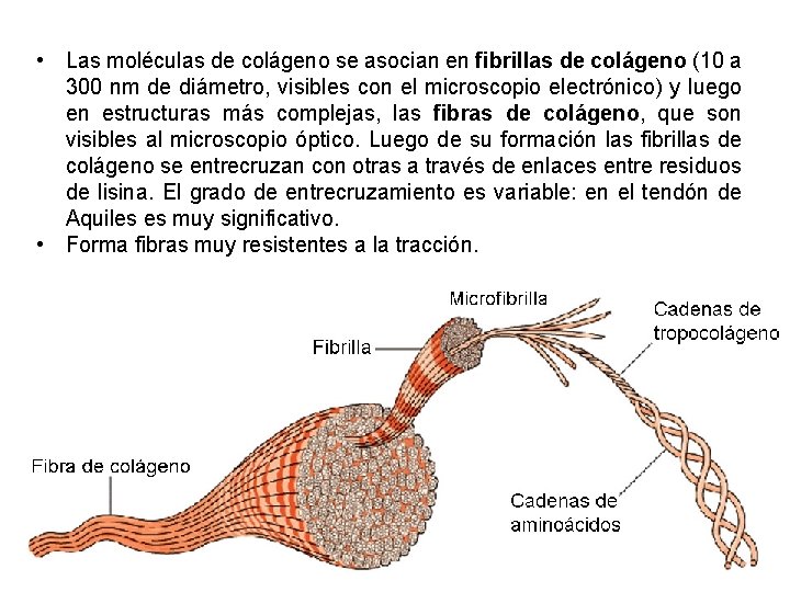  • Las moléculas de colágeno se asocian en fibrillas de colágeno (10 a