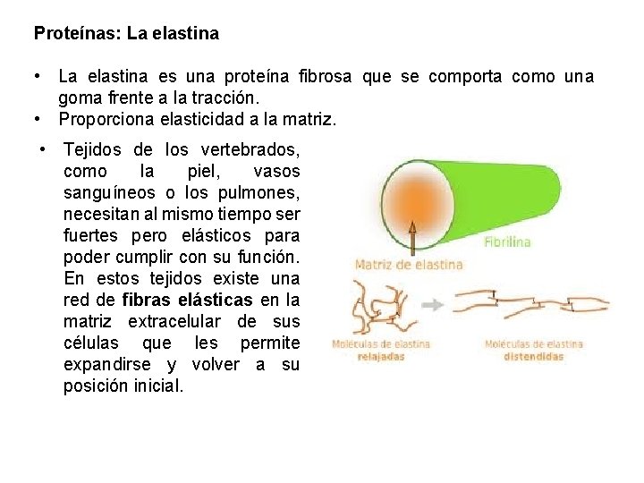 Proteínas: La elastina • La elastina es una proteína fibrosa que se comporta como