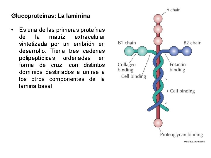 Glucoproteínas: La laminina • Es una de las primeras proteínas de la matriz extracelular