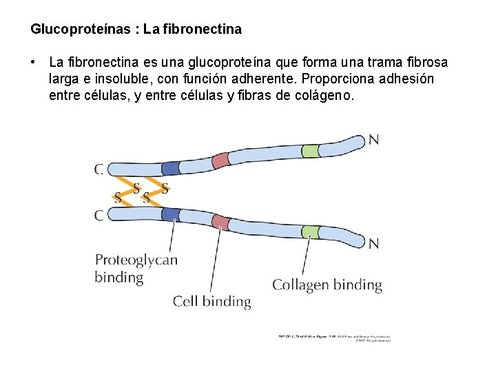 Glucoproteínas : La fibronectina • La fibronectina es una glucoproteína que forma una trama