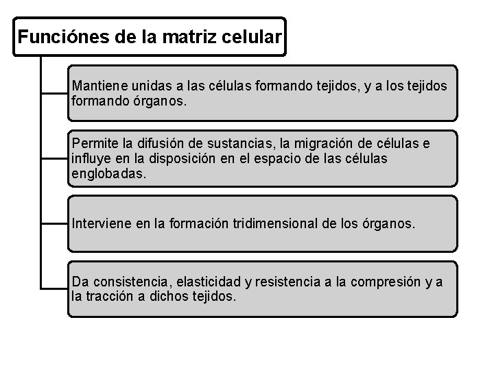 Funciónes de la matriz celular Mantiene unidas a las células formando tejidos, y a