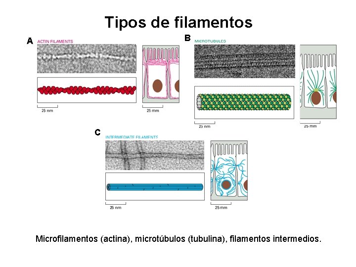 Tipos de filamentos B A C Microfilamentos (actina), microtúbulos (tubulina), filamentos intermedios. 