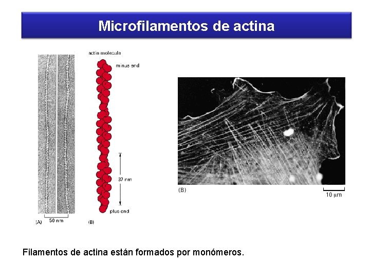 Microfilamentos de actina Filamentos de actina están formados por monómeros. 