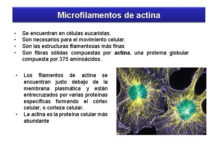 Microfilamentos de actina • • • Se encuentran en células eucariotas. Son necesarios para