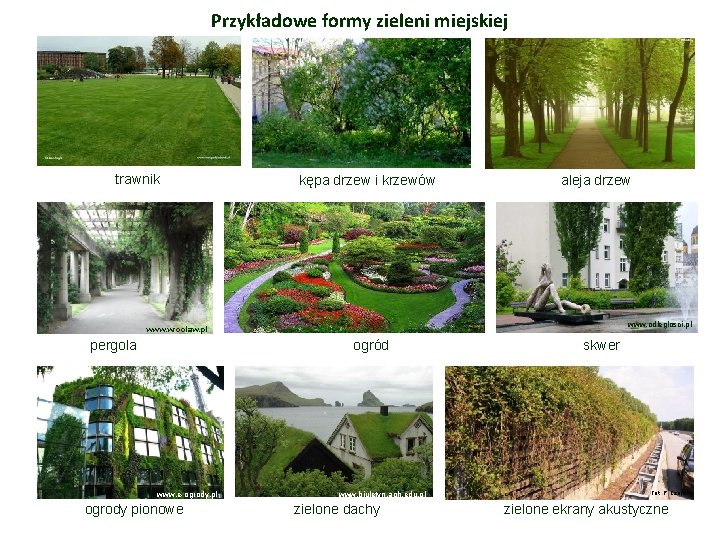 Przykładowe formy zieleni miejskiej trawnik kępa drzew i krzewów aleja drzew www. odleglosci. pl