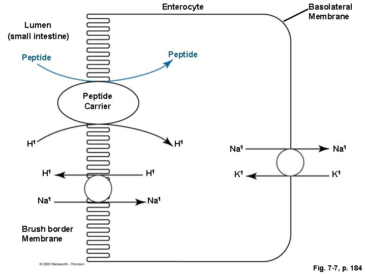 Enterocyte Basolateral Membrane Lumen (small intestine) Peptide Carrier H 1 H 1 Na 1
