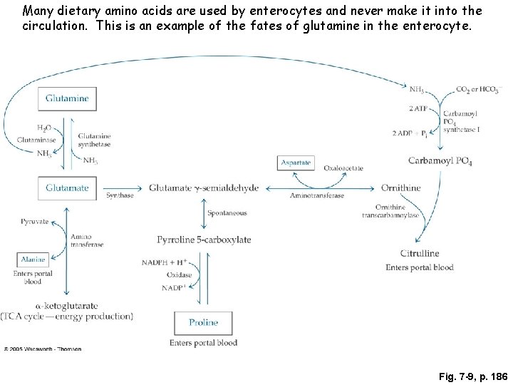 Many dietary amino acids are used by enterocytes and never make it into the