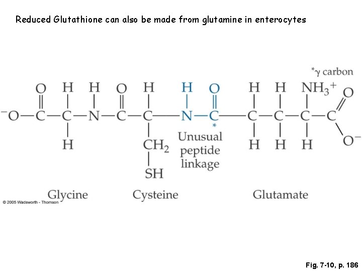 Reduced Glutathione can also be made from glutamine in enterocytes Fig. 7 -10, p.