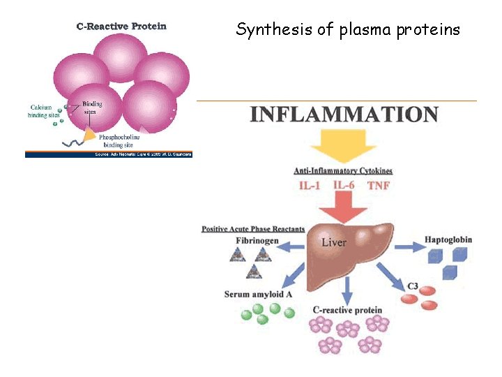 Synthesis of plasma proteins 