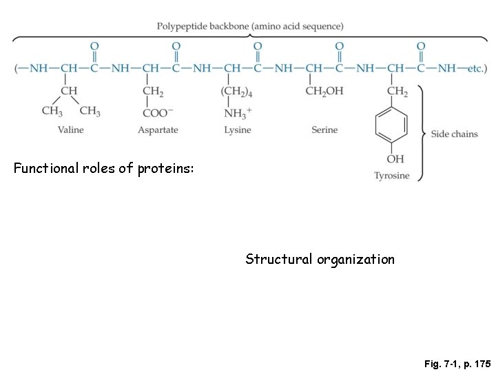 Functional roles of proteins: Structural organization Fig. 7 -1, p. 175 