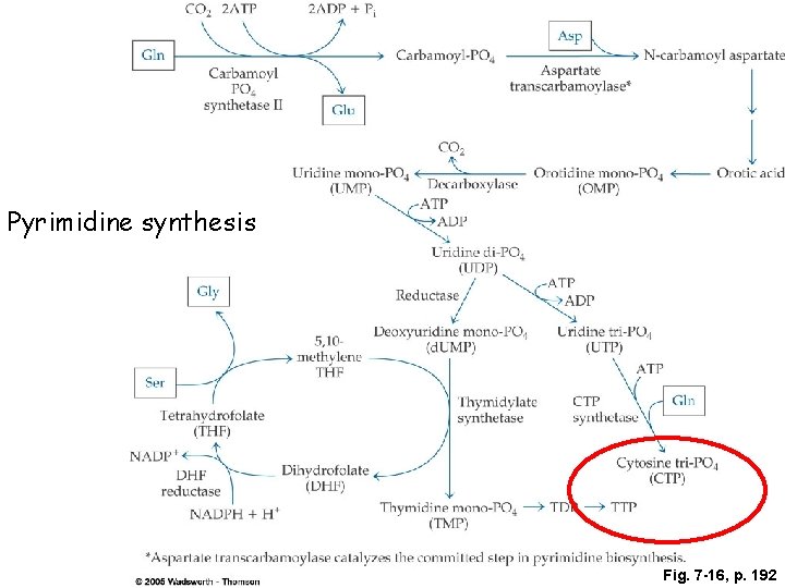 Pyrimidine synthesis Fig. 7 -16, p. 192 