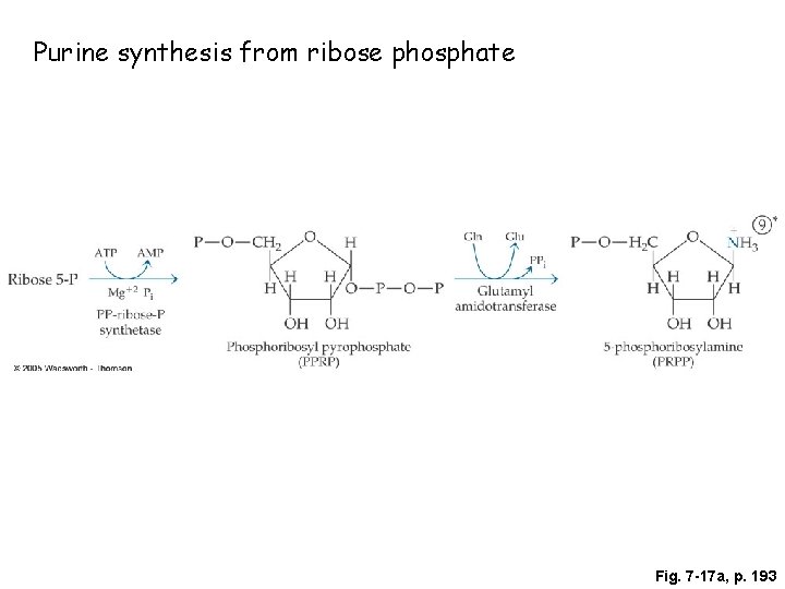 Purine synthesis from ribose phosphate Fig. 7 -17 a, p. 193 