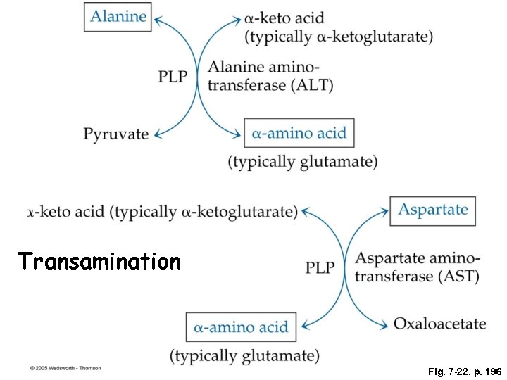 Transamination Fig. 7 -22, p. 196 