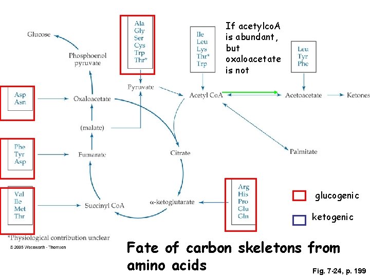 If acetylco. A is abundant, but oxaloacetate is not glucogenic ketogenic Fate of carbon