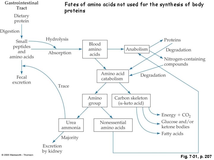 Objectives Chapter 7 Protein Review the basic structure