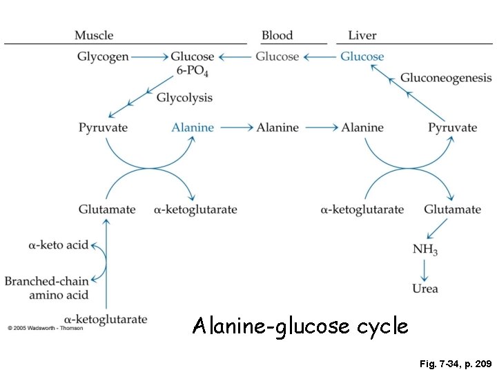 Alanine-glucose cycle Fig. 7 -34, p. 209 