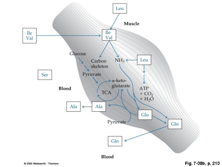 Fig. 7 -38 b, p. 213 