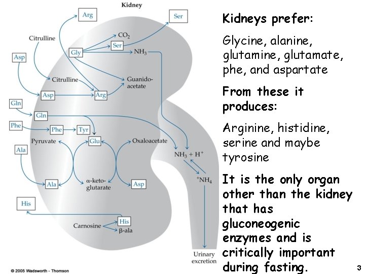 Kidneys prefer: Glycine, alanine, glutamate, phe, and aspartate From these it produces: Arginine, histidine,