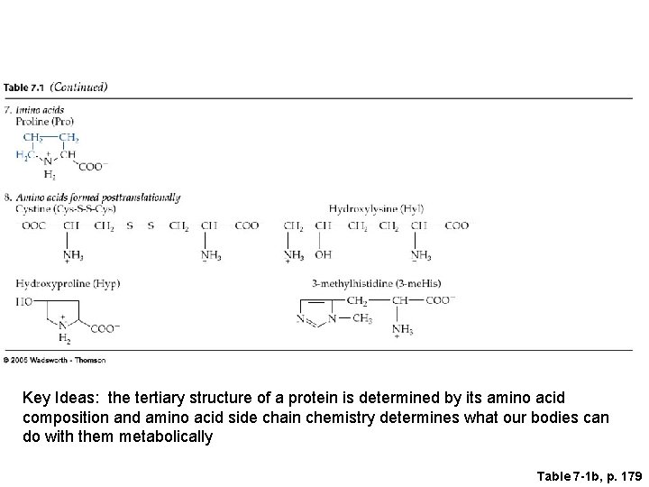 Key Ideas: the tertiary structure of a protein is determined by its amino acid