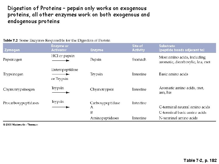 Digestion of Proteins – pepsin only works on exogenous proteins, all other enzymes work