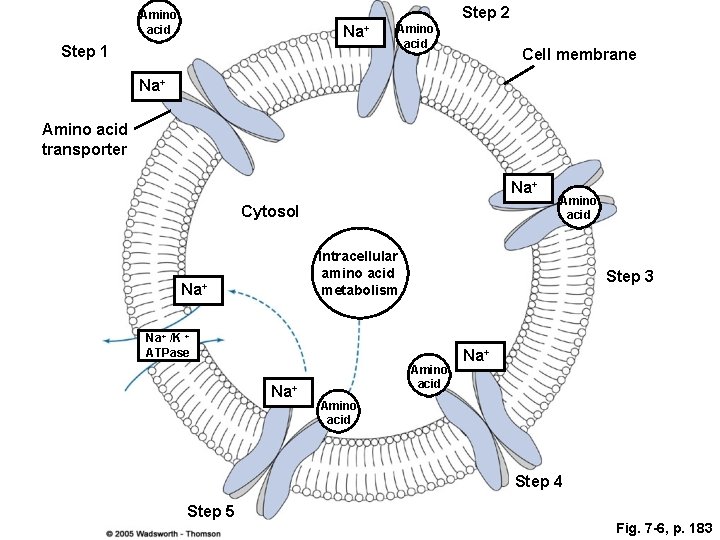 Step 2 Amino acid Na+ Step 1 Amino acid Cell membrane Na+ Amino acid