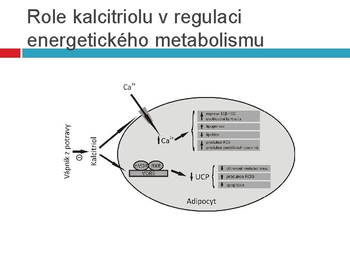 Role kalcitriolu v regulaci energetického metabolismu 