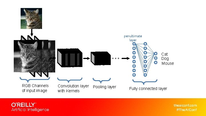 penultimate layer Cat Dog Mouse RGB Channels of input image Convolution layer with Kernels penultimate layer Cat Dog Mouse RGB Channels of input image Convolution layer with Kernels