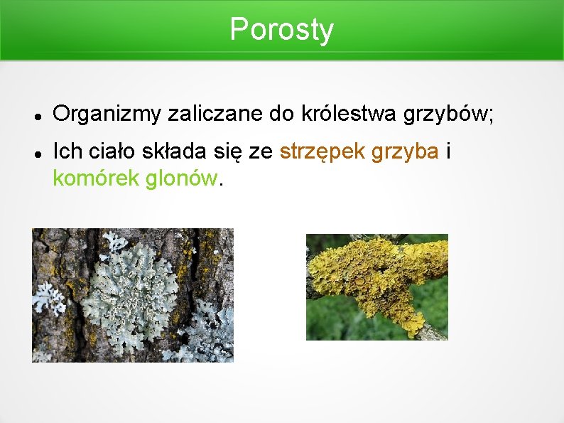 Porosty Organizmy zaliczane do królestwa grzybów; Ich ciało składa się ze strzępek grzyba i