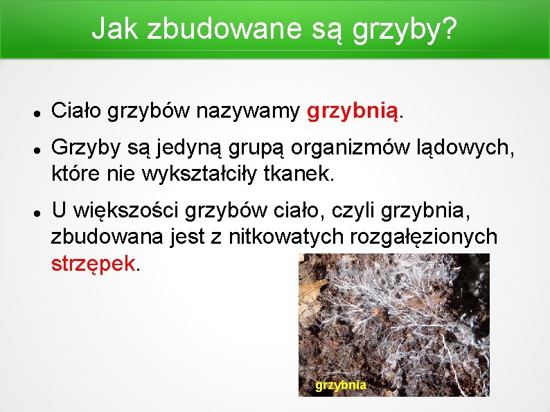 Jak zbudowane są grzyby? Ciało grzybów nazywamy grzybnią. Grzyby są jedyną grupą organizmów lądowych,