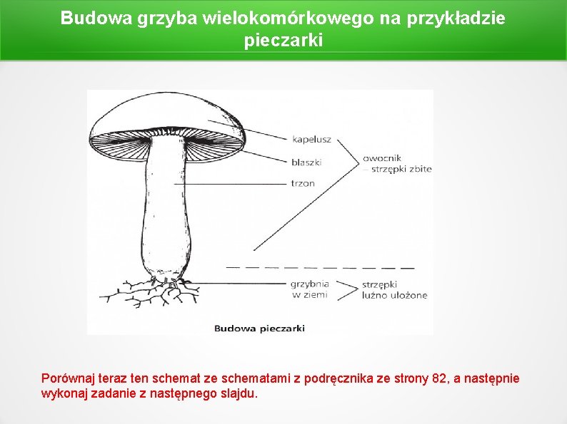 Budowa grzyba wielokomórkowego na przykładzie pieczarki Porównaj teraz ten schemat ze schematami z podręcznika