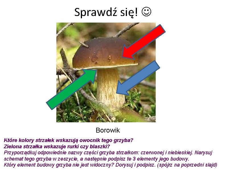 Sprawdź się! Borowik Które kolory strzałek wskazują owocnik tego grzyba? Zielona strzałka wskazuje rurki
