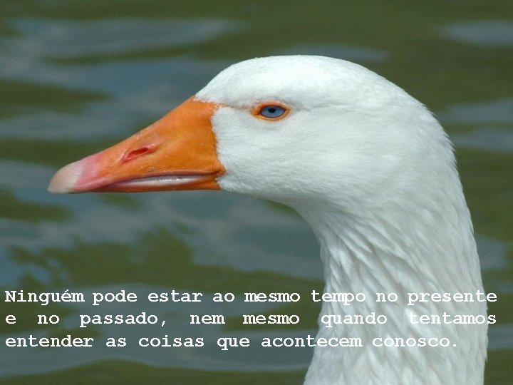 Ninguém pode estar ao mesmo tempo no presente e no passado, nem mesmo quando Ninguém pode estar ao mesmo tempo no presente e no passado, nem mesmo quando