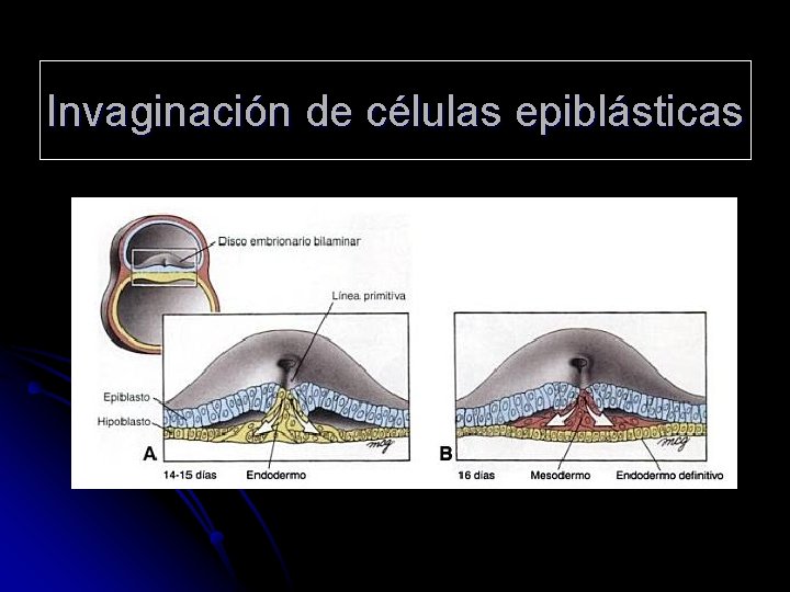 Invaginación de células epiblásticas 