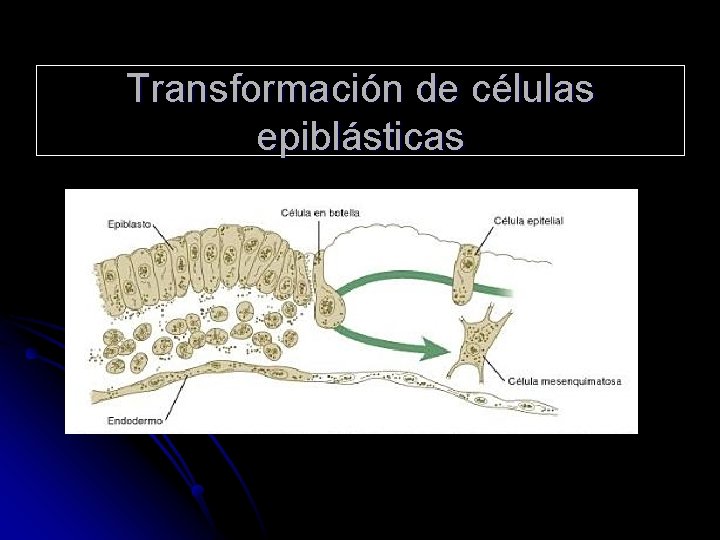 Transformación de células epiblásticas 