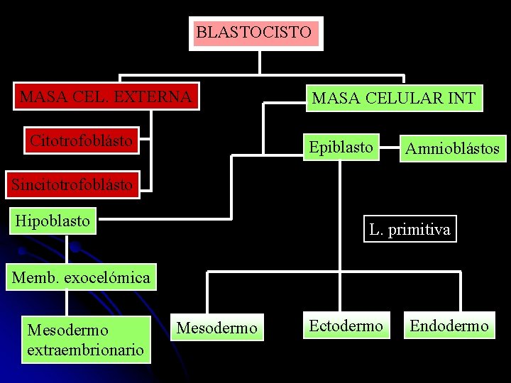 BLASTOCISTO MASA CEL. EXTERNA Citotrofoblásto MASA CELULAR INT Epiblasto Amnioblástos Sincitotrofoblásto Hipoblasto L. primitiva