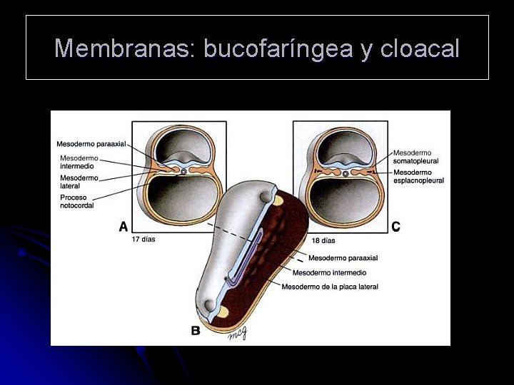 Membranas: bucofaríngea y cloacal 