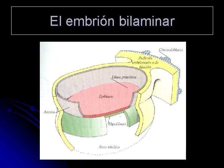 El embrión bilaminar 